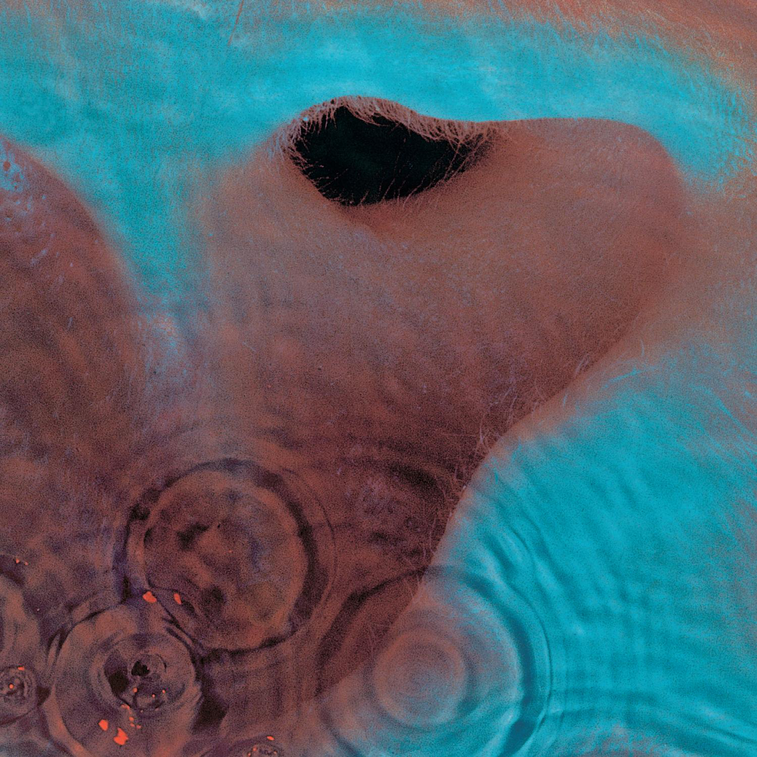 Cover: Meddle