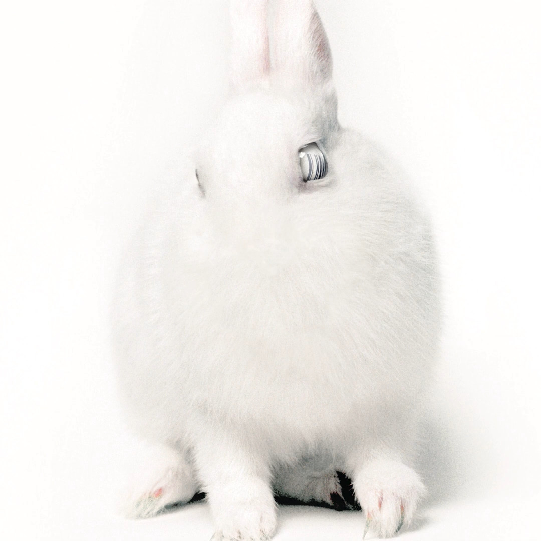Cover: White Lies